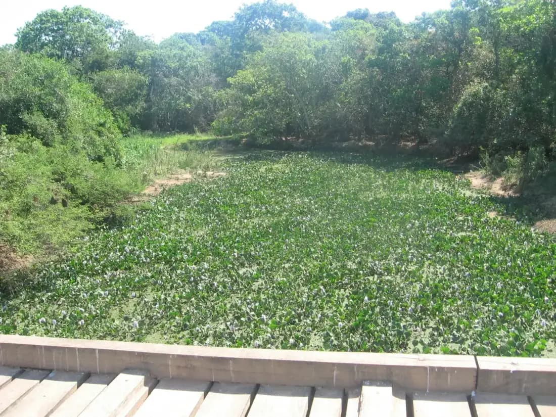 La Transpantaneira: 145 km sobre el corazón del Pantanal en moto