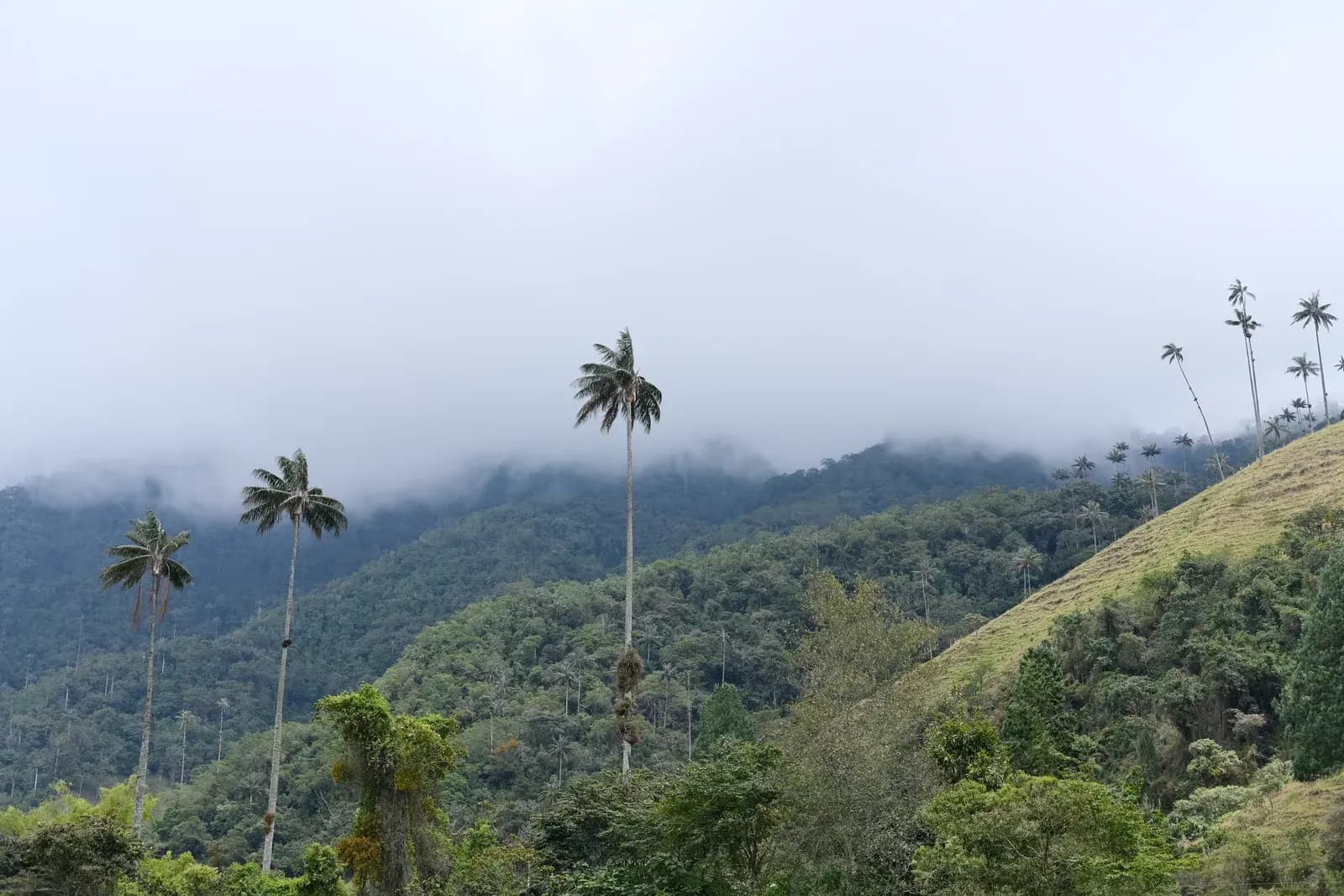 Cocora Valley: the wax palms of Salento by motorcycle